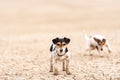 Cute small dogs are running over sandy ground and have fun. Two Jack Russell Terriers Royalty Free Stock Photo