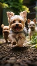 Cute small dogs, Yorkshire Terriers, playing and running in garden