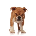 Cute small english bulldog stands with eyes closed Royalty Free Stock Photo