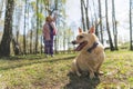 Cute small excited tired dog with golden fur on a leash sitting on the grass in a park. Young woman in a pink coat Royalty Free Stock Photo