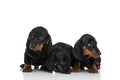 Cute small family of three teckel dachshund dogs sniffing and looking away