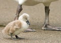 A small cygnet baby swan standing with mums legs in the background