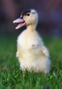 Cute small fluffy duckling outdoor. Yellow baby duck bird on spring green grass discovers life. Organic farming, animal rights Royalty Free Stock Photo