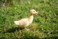 Cute small fluffy duckling outdoor. Yellow baby duck bird on spring green grass discovers life. Royalty Free Stock Photo