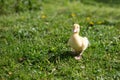 Cute small fluffy duckling outdoor. Yellow baby duck bird on spring green grass discovers life. Royalty Free Stock Photo