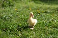 Cute small fluffy duckling outdoor. Yellow baby duck bird on spring green grass discovers life. Royalty Free Stock Photo