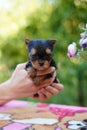 A fluffy Yorkshire terrier puppy sits in the guy\'s arms looking at the camera Royalty Free Stock Photo