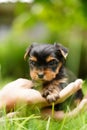 A fluffy Yorkshire terrier puppy sits in the guy's arms looking at the camera Royalty Free Stock Photo