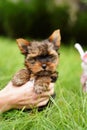 A fluffy Yorkshire terrier puppy sits in the guy\'s arms looking at the camera Royalty Free Stock Photo