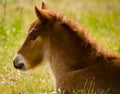 Cute little brown foal in the grass