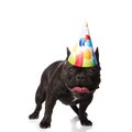 Cute small french bulldog with birthdy cap panting