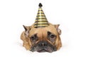 Cute small French Bulldog dog with gold and black new year party hat on head lying on white background Royalty Free Stock Photo