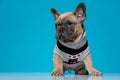 Cute small french bulldog wearing costume