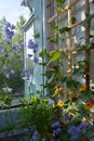 Cute small garden on the balcony. Violet flowers of different bellflowers and orange flowers of thunbergia on wooden trellis Royalty Free Stock Photo