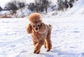 Cute small golden dog playing in snow outdoors. Family dog lifestyle Royalty Free Stock Photo