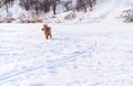 Cute small golden dog playing in snow outdoors. Family dog lifestyle Royalty Free Stock Photo