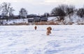 Cute small golden dogs playing in snow outdoors. Family dog lifestyle Royalty Free Stock Photo