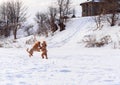 Cute small golden dogs playing in snow outdoors. Family dog lifestyle Royalty Free Stock Photo