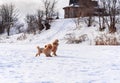 Cute small golden dogs playing in snow outdoors. Family dog lifestyle Royalty Free Stock Photo