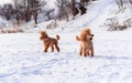 Cute small golden dogs playing in snow outdoors. Family dog lifestyle Royalty Free Stock Photo