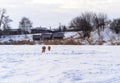 Cute small golden dogs playing in snow outdoors. Family dog lifestyle Royalty Free Stock Photo