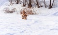 Cute small golden dogs playing in snow outdoors. Family dog lifestyle Royalty Free Stock Photo