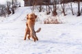 Cute small golden dogs playing in snow outdoors. Family dog lifestyle Royalty Free Stock Photo