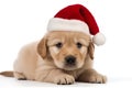 Cute small golden retriever puppy in Santa Claus Christmas red hat lying on white background Royalty Free Stock Photo