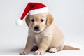 Cute small golden retriever puppy in Santa Claus Christmas red hat on white background