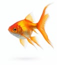 cute small goldfish on white background generative AI