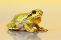 Cute small green frog Royalty Free Stock Photo