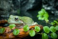 A cute small green frog among the rocks, brown wood and leaves Royalty Free Stock Photo