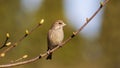 Cute small greenfinch bird sitting on a branch