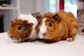 Cute small guineapig portrait, facing the camera Royalty Free Stock Photo