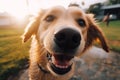 Cute small happy smiling wet muzzle Golden Retriever dog enjoying looking up walk rain outside. Funny pet portrait