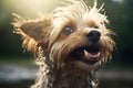 Cute small happy smiling wet muzzle Yorkshire Terrier dog enjoying looking up walk rain outside. Funny pet portrait