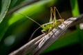 Hawaiian Grasshopper Close-up Macro Shot Royalty Free Stock Photo