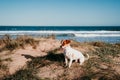 cute small jack russell dog at the beach. Sitting on dunes at sunset