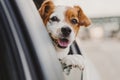 cute small jack russell dog in a car watching by the window. Ready to travel. Traveling with pets concept