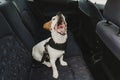 cute small jack russell dog in a car wearing a safe harness and seat belt.Dog yawning. Ready to travel. Traveling with pets Royalty Free Stock Photo