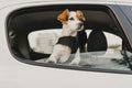 cute small jack russell dog in a car wearing a safe harness and seat belt. Ready to travel. Traveling with pets concept