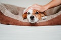 cute small jack russell dog lying on his bed, looking into camera. Owner woman hand touching his head in protection sign. Resting Royalty Free Stock Photo