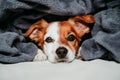 cute small jack russell dog sitting on bed, covered with a grey blanket. Resting at home. Pets indoors