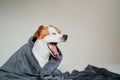 cute small jack russell dog sitting on bed and yawning, covered with a grey blanket. Resting at home. Pets indoors Royalty Free Stock Photo