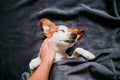 cute small jack russell dog sleeping on bed on a grey blanket. Woman owner hand cuddling her dog. POV. Pets indoors at home Royalty Free Stock Photo