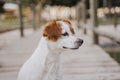 Cute small jack russell terrier dog lying on a wood bridge outdoors and looking for something or someone. Pets outdoors and Royalty Free Stock Photo