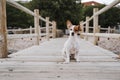 Cute small jack russell terrier dog lying on a wood bridge outdoors and looking for something or someone. Pets outdoors and Royalty Free Stock Photo