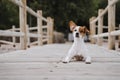 Cute small jack russell terrier dog lying on a wood bridge outdoors and looking for something or someone. Pets outdoors and Royalty Free Stock Photo