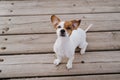 Cute small jack russell terrier dog lying on a wood bridge outdoors and looking for something or someone. Pets outdoors and Royalty Free Stock Photo