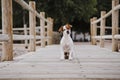 Cute small jack russell terrier dog lying on a wood bridge outdoors and looking for something or someone. Pets outdoors and